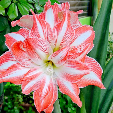 Hippeastrum Seeds-Sunny Lady