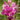 Orchid-Ascocenda Princess Mikasa