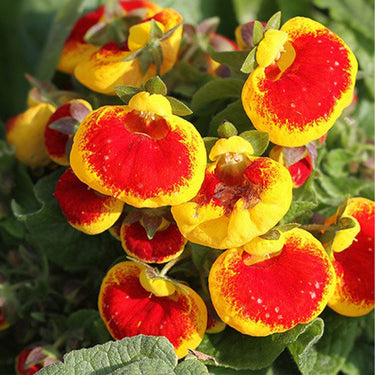 Calceolaria Seeds Integrifolia