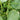 Mung Bean