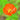 Papaver Rhoeas Seeds-Iceland Poppy · Red Hummingbird
