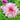 Dahlia Seeds-Alfred Grille