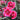 Carnation Seeds-Tanga