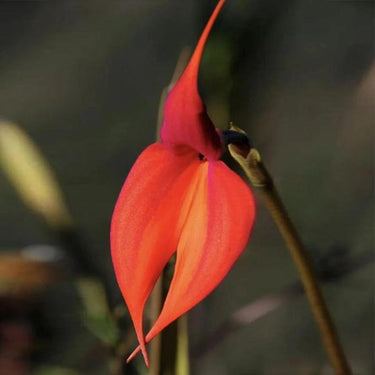 Orchid-Masdevallia