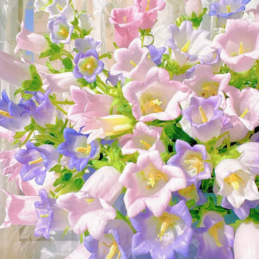 Mixed Color Campanula Seeds