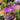 Orchid-Pleione Bulbocodioides
