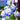 Lisianthus Seeds – Sapphire Sky