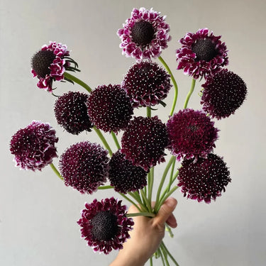 Scabiosa Atropurpurea Seeds