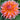 Dahlia Seeds-Orange Turmoil Cactus