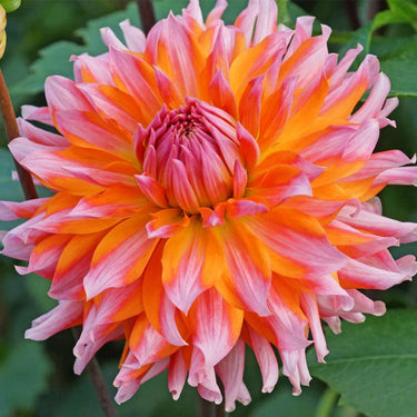 Dahlia Seeds-Orange Turmoil Cactus