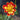 Dahlia Seeds-Dual-color Winnie