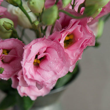 Lisianthus Seeds-Mermaid Pink
