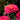 Zinnia Seeds-Magellan Coral