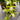 Cymbidium Floribundum