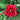 Papaver Rhoeas Seeds-Double Poppy