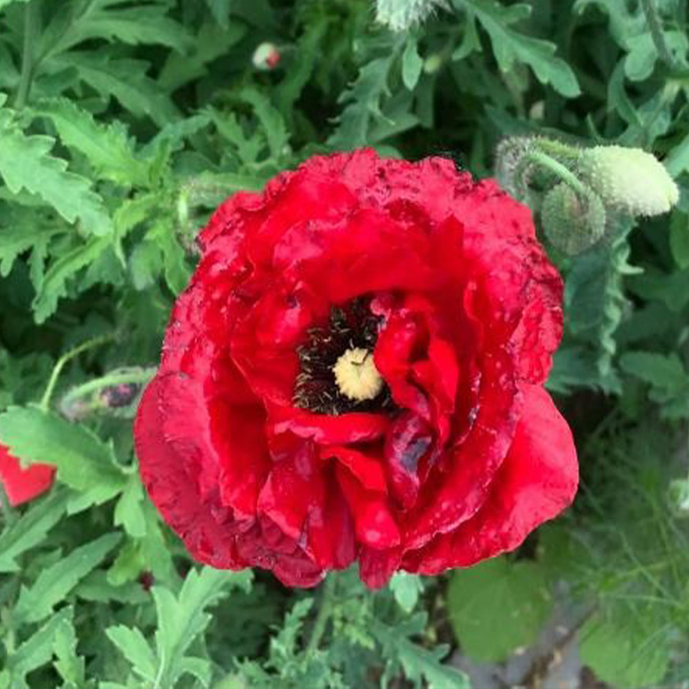 Small Ruffled Poppy Papaver Rhoeas Double Poppy | Crimson-Red Ruffled Peony-Like Flowers ...