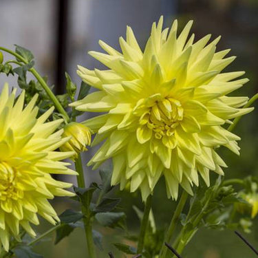 Dahlia Seeds – Kelvin Floodlight