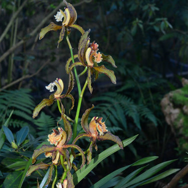 Cymbidium Tracyanum