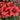 Chrysanthemum Seeds-SpinTop Red