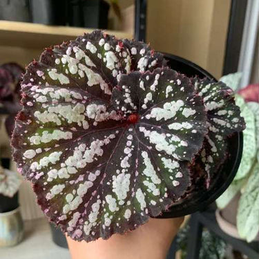 Begonia rex 'Royal