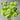 Lisianthus Seeds-Voyage 2 Green