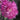 Cold-hardy Four-season Chrysanthemum Seeds - Purple-Red