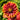Chrysanthemum Seeds-Gaillardia pulchella 'Sundance