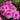 Phlox Seeds-Pink-Flowered Phlox
