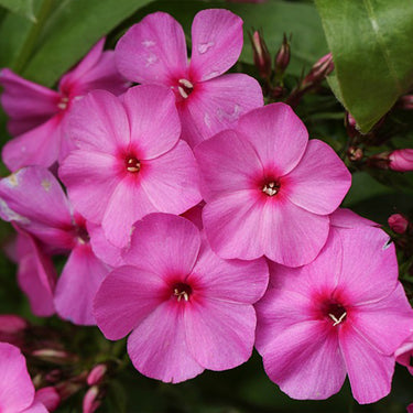 Phlox Seeds-Pink-Flowered Phlox