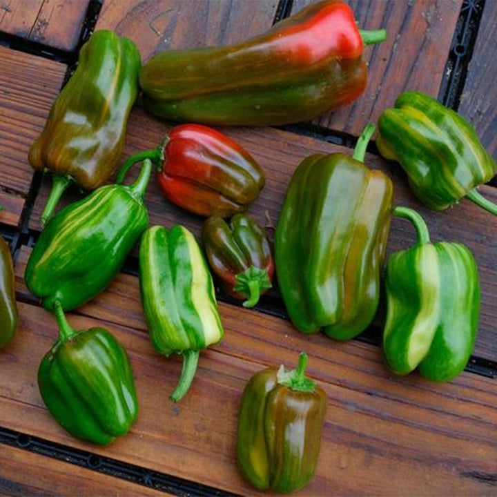 Pepper