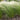 Mexican Feather Grass Seeds - fine foliage clump