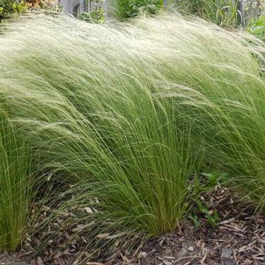 Mexican Feather Grass Seeds - fine foliage clump