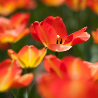 Red California Poppy Seeds
