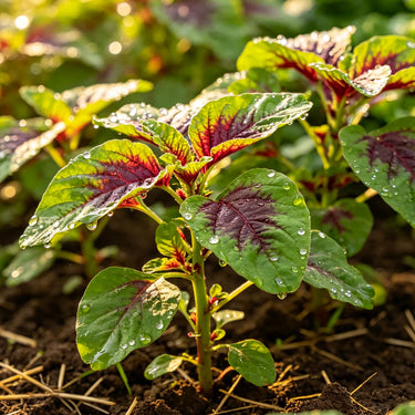 Amaranth Seeds