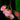 Begonia wangii