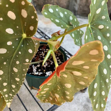 Begonia maculata 'Wightii'