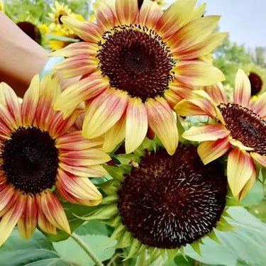 Sunflower Seeds-Alpine Lemon Blush