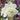 Hollyhock Seeds - Bridal White