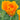 Yellow California Poppy Seeds