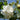 Hibiscus Seeds-Double-petal White Hibiscus