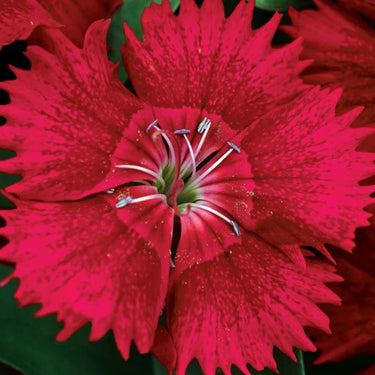 Ideal Select Red Hybrid Dianthus Seeds