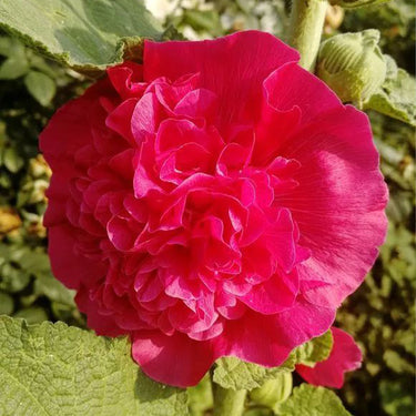 Double Hollyhock Seeds – Fuchsia Glow