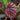 Begonia 'Candy Stripes