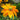 Black-Eyed Susan Seeds