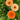Calendula Seeds – Orange Flash