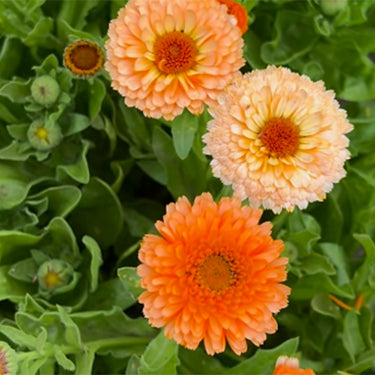 Calendula Seeds – Orange Flash