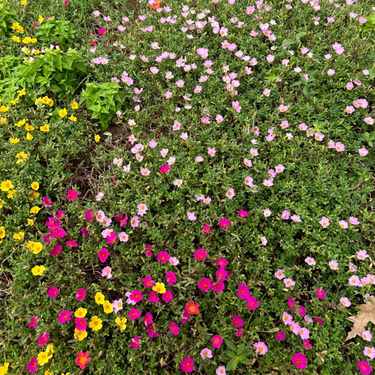 Purslane Seeds – Fuchsia