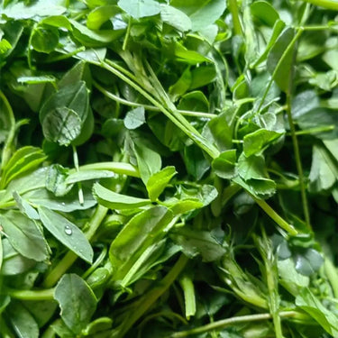 Alfalfa Sprouts