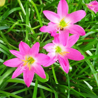 Pink Static Orquideas Flower Seeds