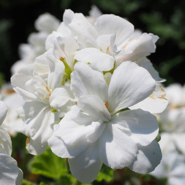 Geranium Seeds – Creamy White
